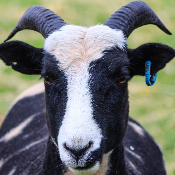 Jacob Sheep Goat | Small Breeds Farm Kington