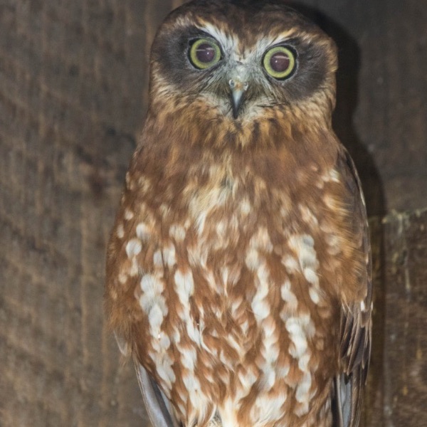 Boobook owl