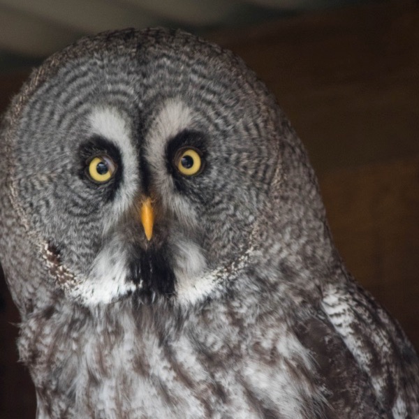 Great grey owl