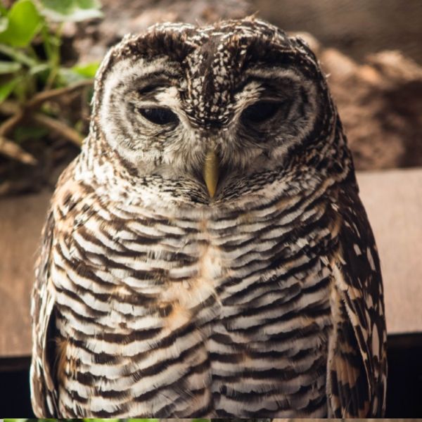 Chaco Owls