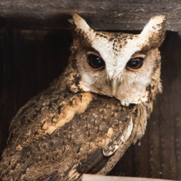 Indian Scops