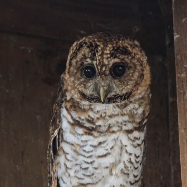 Indian Scops