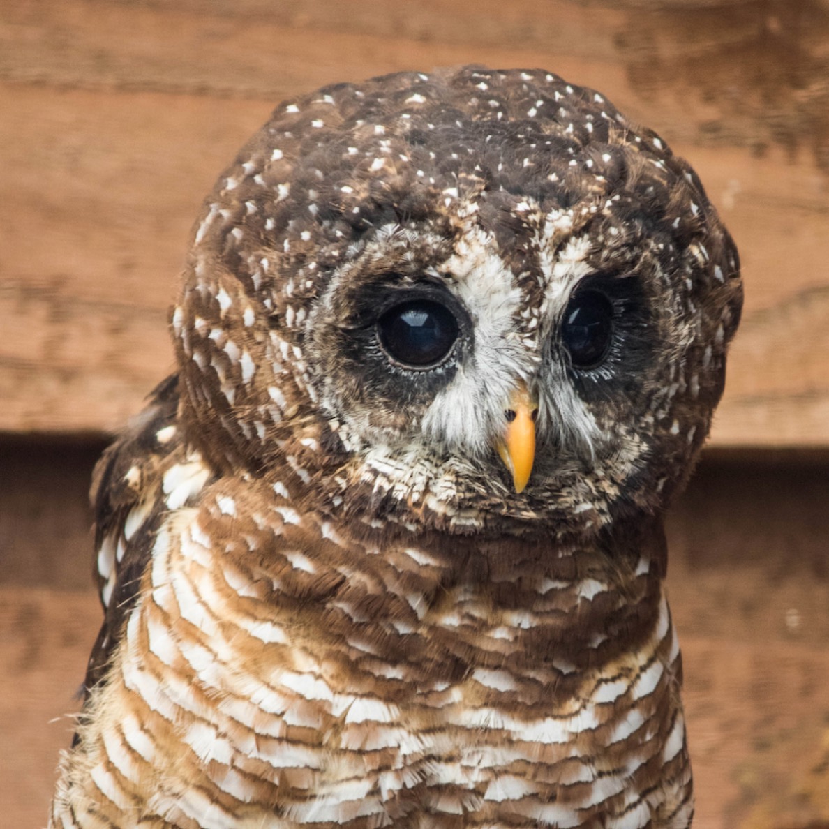 African Wood Owl