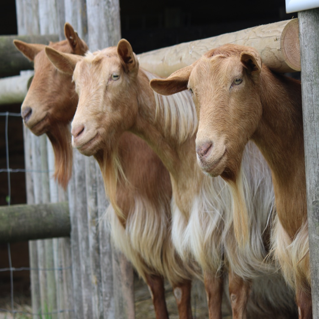 Blondie the Goat