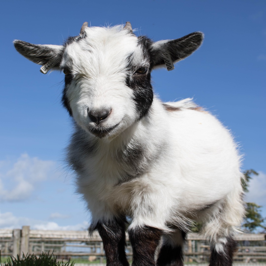 Dyll the Pygmy Goat