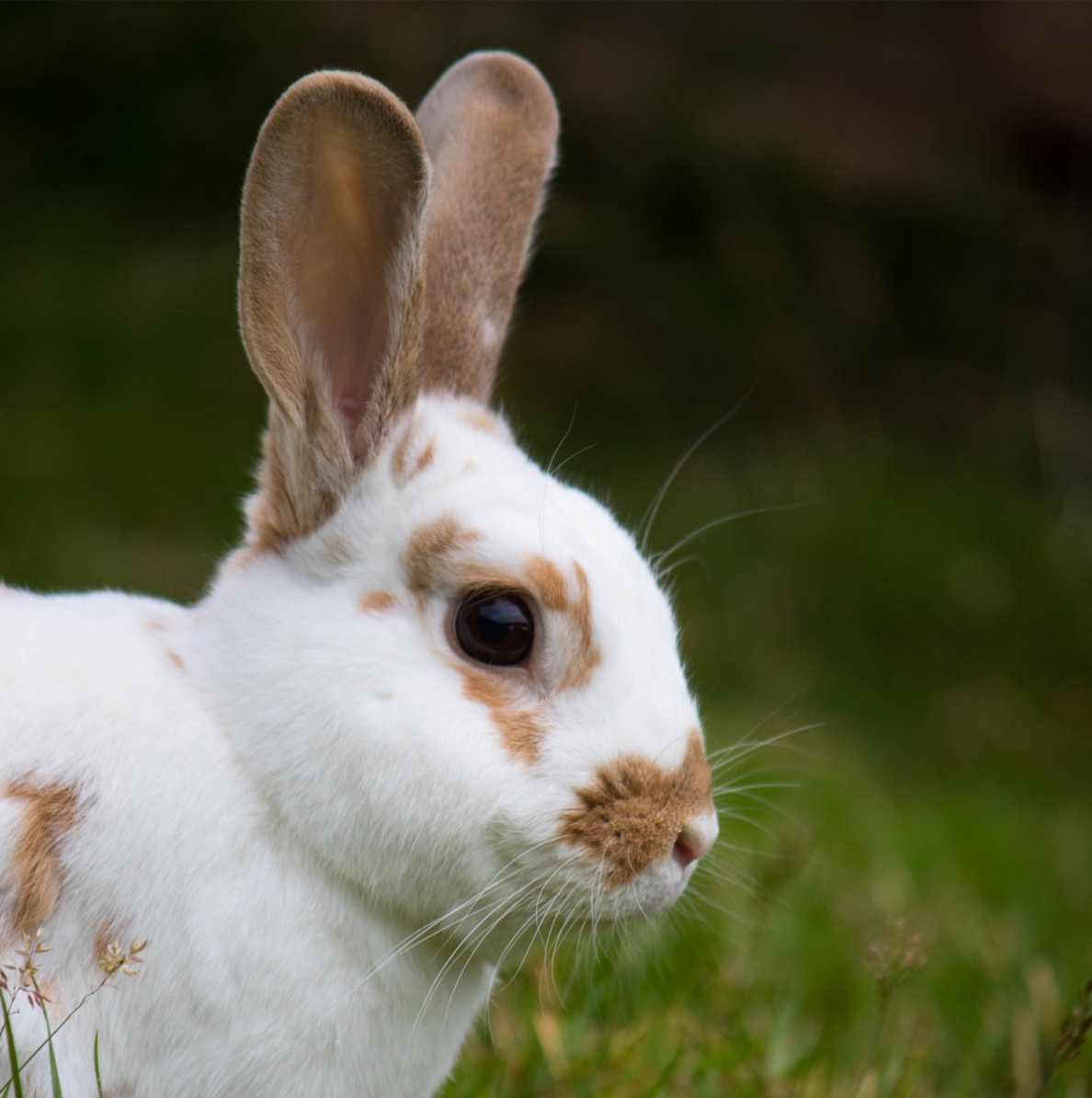 Small Breeds Farm Small Animals