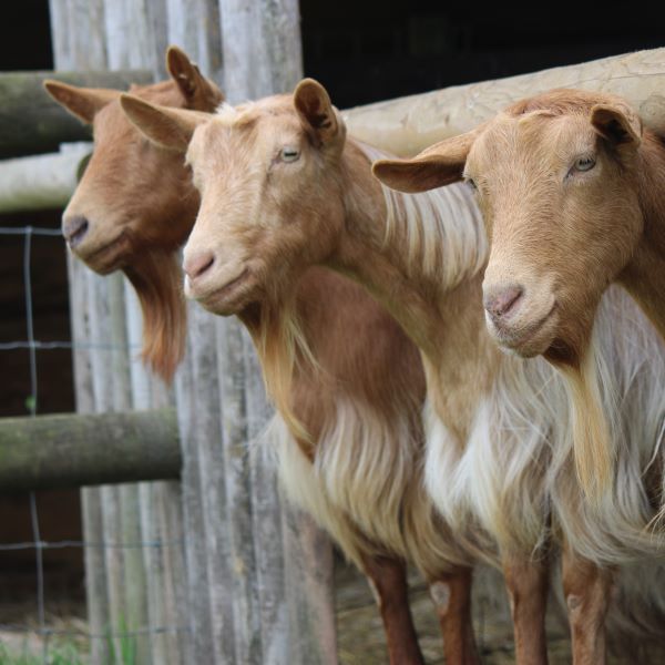Blondie the Goat