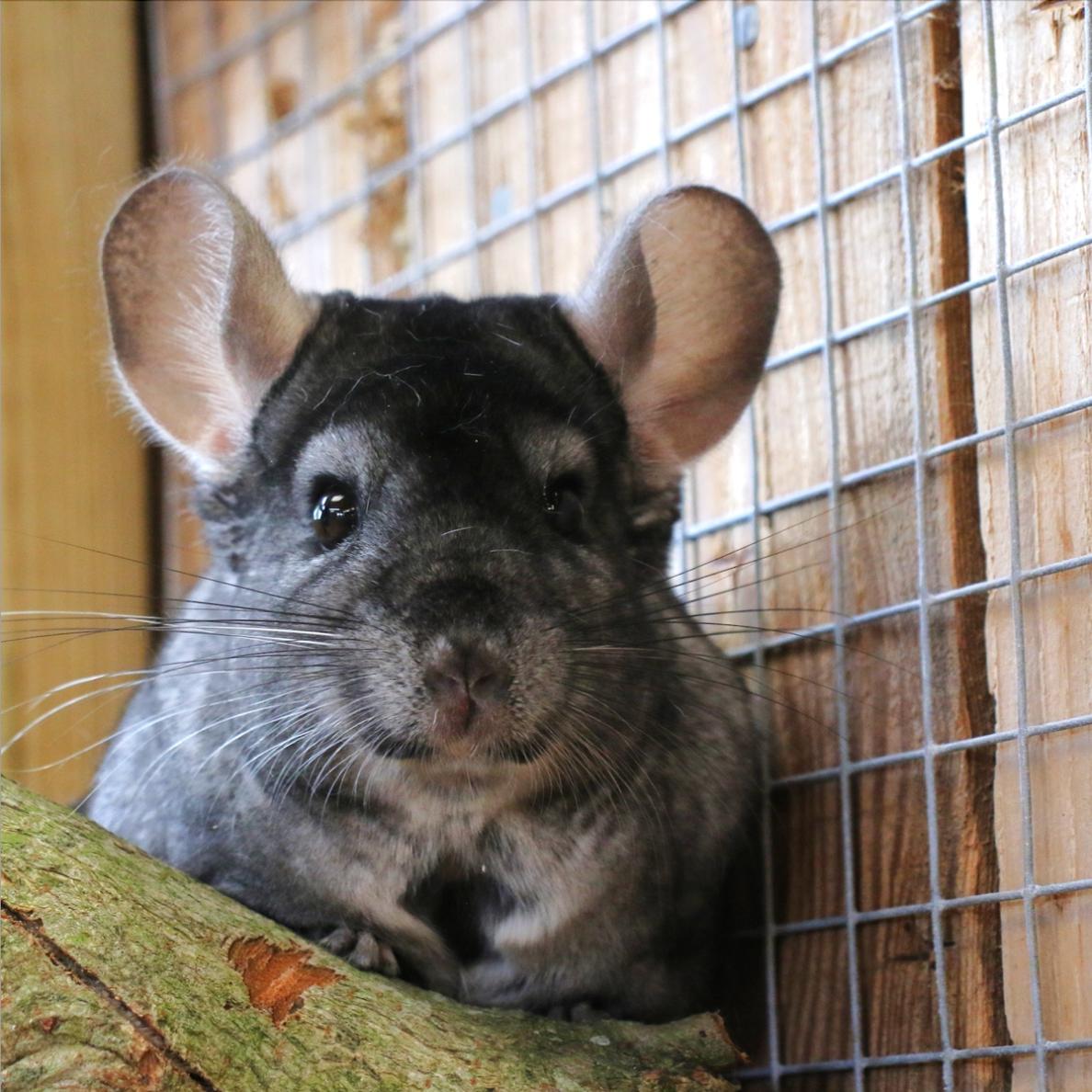 Chinchilla lanigera<br />