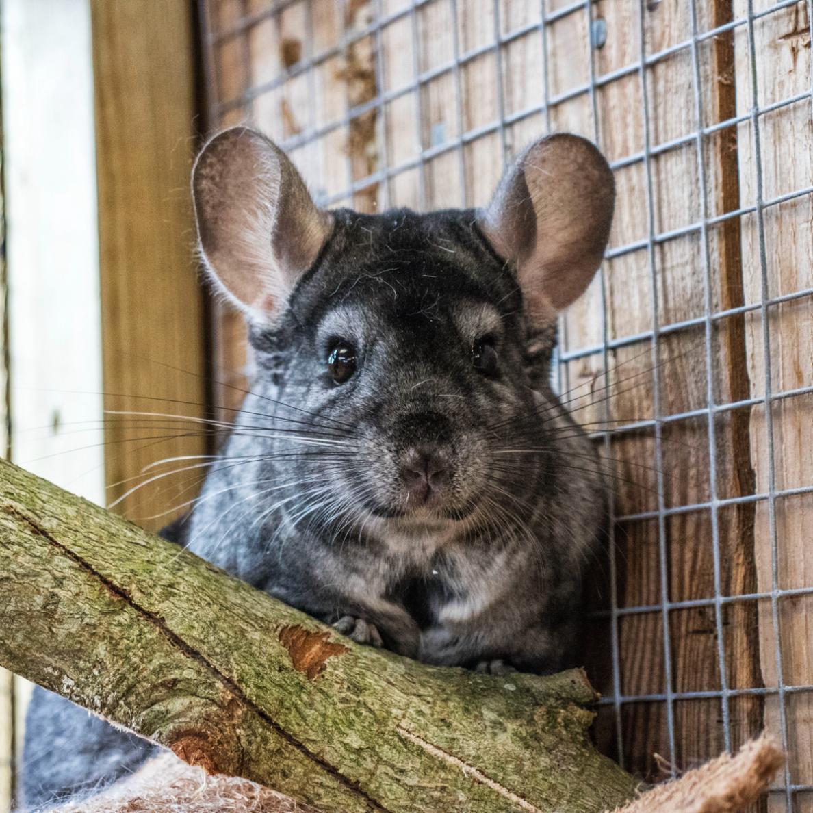 Kiwi The Chinchilla<br />